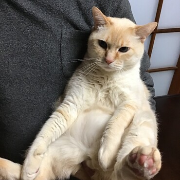 テンちゃん、破っちゃった！！ごめん！プレゼントするよ