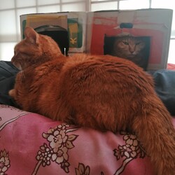 後悔ペット保険入って置けばよかった