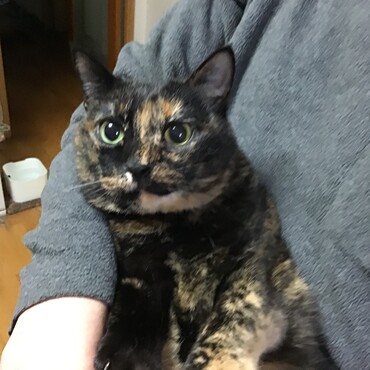 倖ちゃん、銀太兄の福寿草、一緒に見ようね