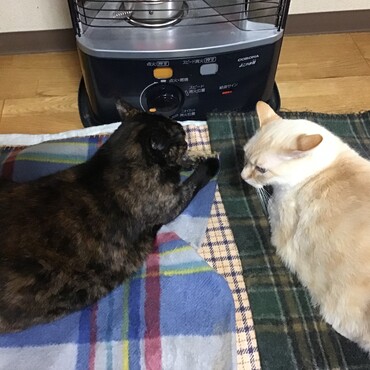 「ねえ、つゆ、倖ちゃんのいちご、もらいに行かない?」「オレ、いちごいちご食べないヨォ」