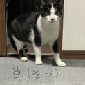 お母さん猫ですが子供より小さくて可愛いです♡