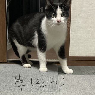 お母さん猫ですが子供より小さくて可愛いです♡
