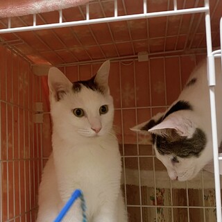 スイ【兄妹テン】