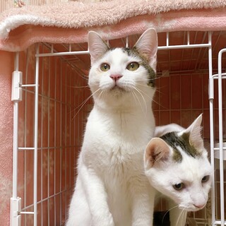 テン【兄妹スイ】