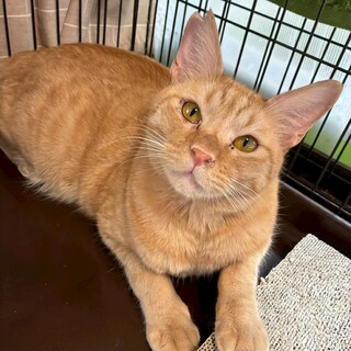 慎重派のボク☆ティー