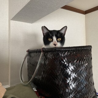 小柄だけど元気いっぱい甘えん坊一歳男の子♡