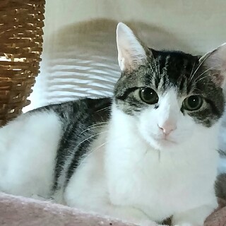 キジシロピンクのお鼻　◆ひかり君