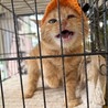 保護猫シェルターにゃんかぞく