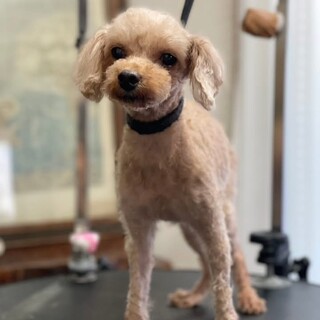 トイプードル　サリーちゃん　里親様募集☆