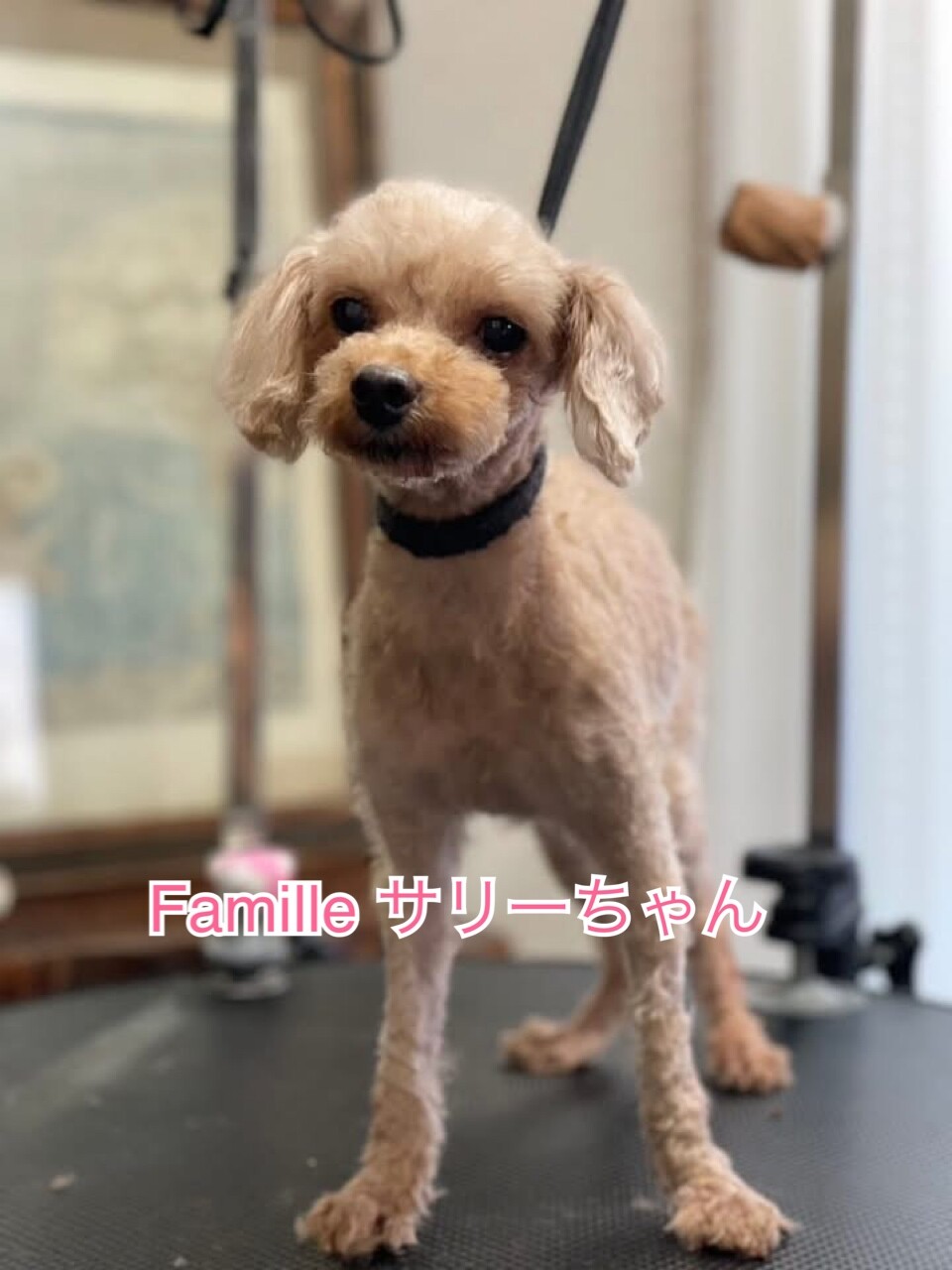 トイプードル　サリーちゃん　里親様募集☆ サムネイル2