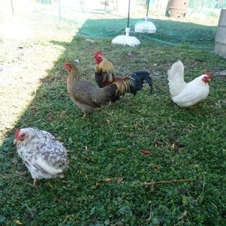 桂チャボ＆小型地鶏（オス3羽、メス6羽）