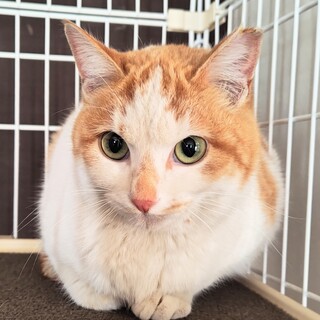 可愛い茶白の女の子です