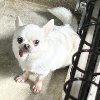 6歳 スムースコートチワワ 女の子 【りの】