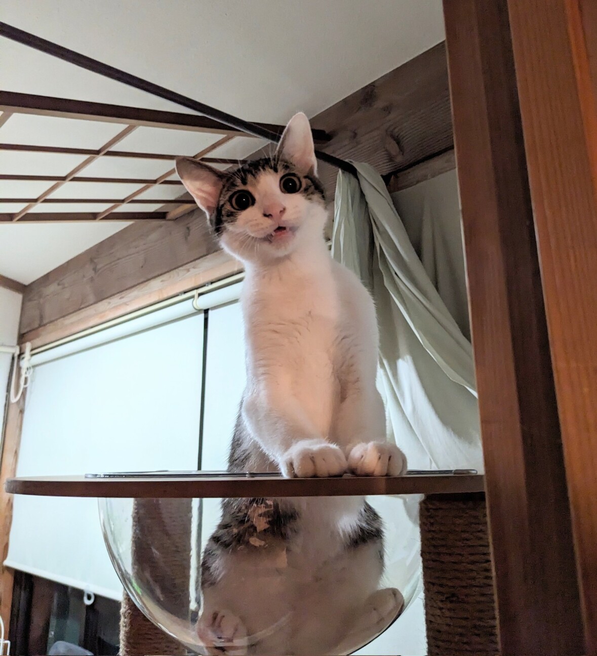 元気でやんちゃなキジ白boy サムネイル2