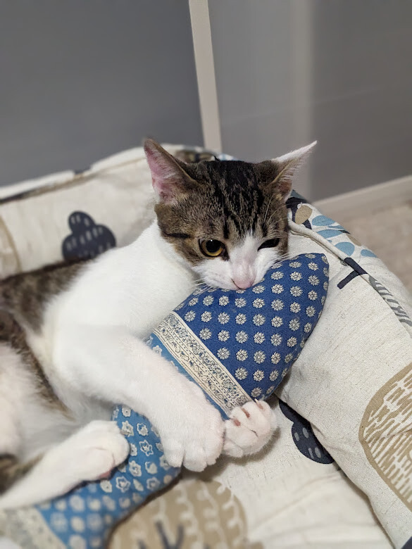 元気でやんちゃなキジ白boy サムネイル3