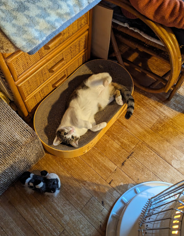 元気でやんちゃなキジ白boy サムネイル4