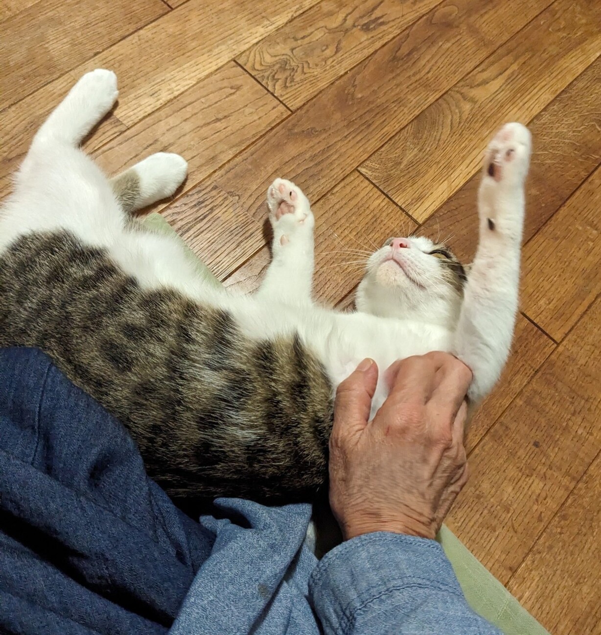 元気でやんちゃなキジ白boy サムネイル7