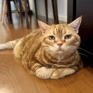 【】来客にもスリスリ♪健やかスコさん