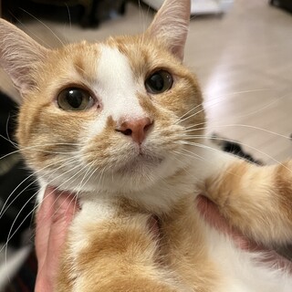 【3/22三田】人にも猫にも愛情深い甘えん坊♪