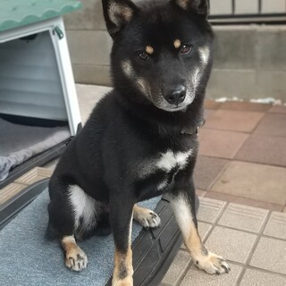黒柴犬･くろしば♂里親さん募集中♪