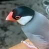 ちゅくちゅん