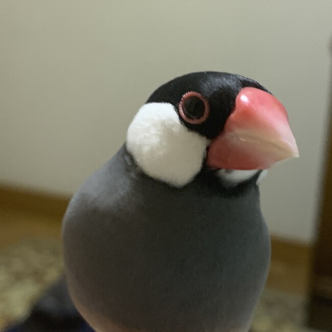 ちゅくちゅんのカバー写真