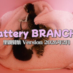 神奈川県動物愛護センターによる保護犬猫のオンライン譲渡会 サムネイル2