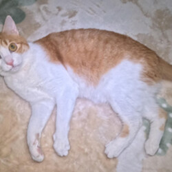 神奈川県動物愛護センターによる保護犬猫のオンライン譲渡会 サムネイル3