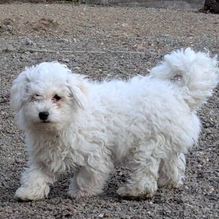 チェリーアイのビションフリーゼ