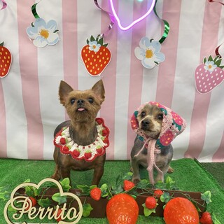 ヨーキー女の子2人の里親様募集