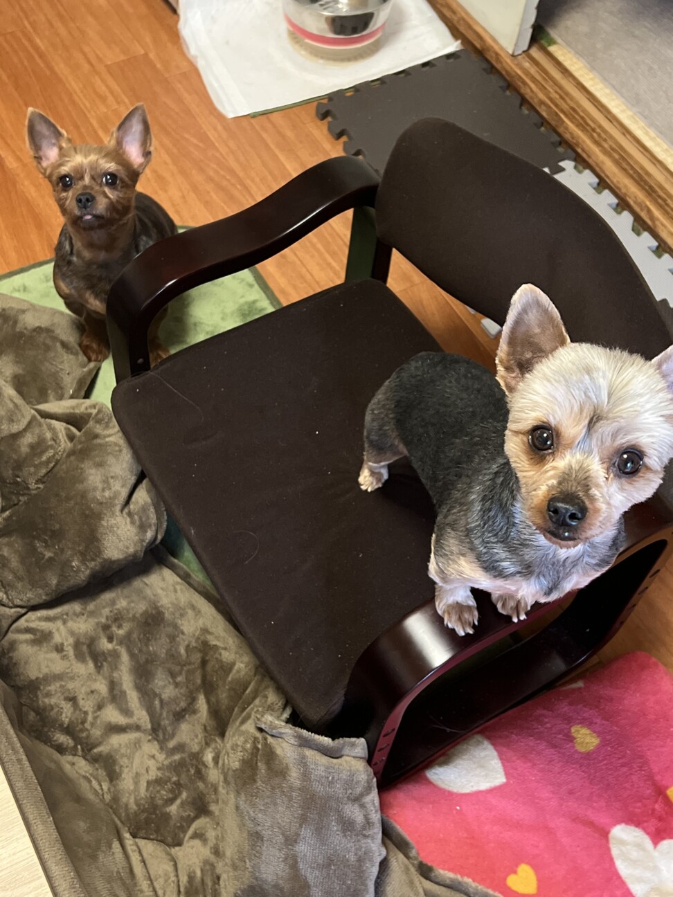 ヨーキー女の子2人の里親様募集 サムネイル2