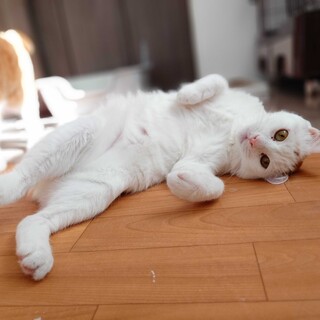 ちょっぴり不思議ちゃん？」神奈川県 - 猫の里親募集(530910