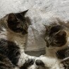 ララさくらんぼ