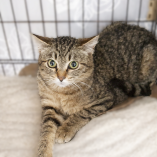 ★里親様決定★シャーはご挨拶の食いしんぼ♥ノエル