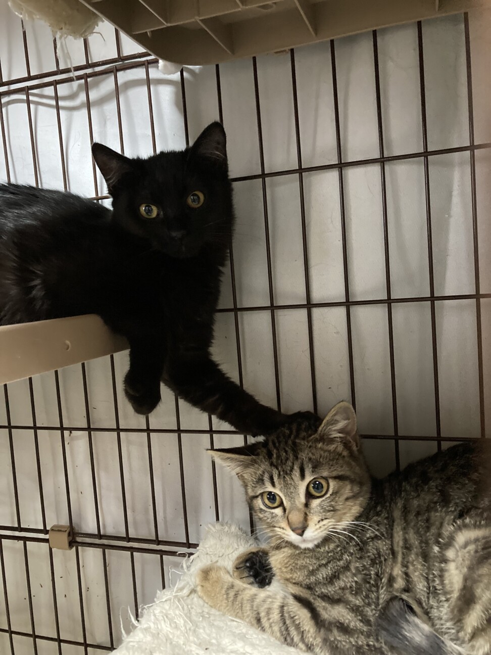 シャーはご挨拶の食いしんぼ♥ノエル サムネイル3