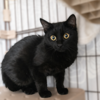 ★里親様決定★慎重派だけどとっても美猫さん♥エル