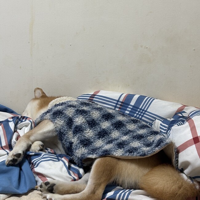 盛本ラモのカバー写真