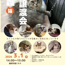 保護猫の譲渡会 サムネイル1