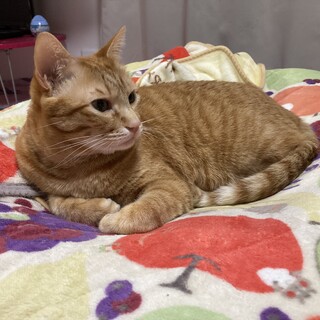 早急に！茶トラ。自宅付近まで運びます