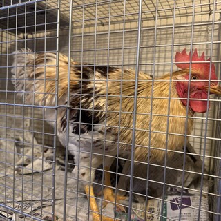 大事に育てていただける里親さん募集！