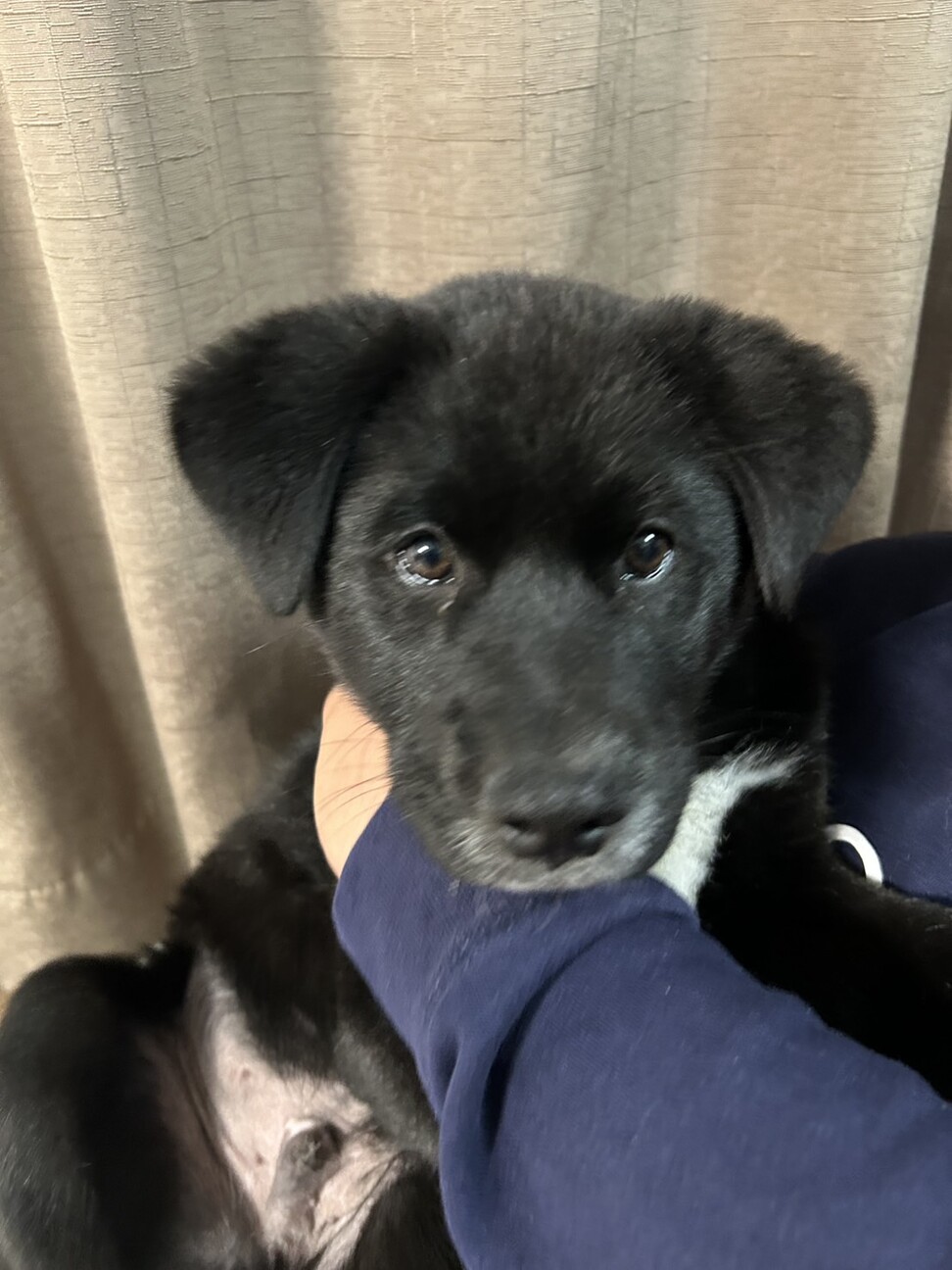 人慣れ◎ごんすけくん サムネイル2