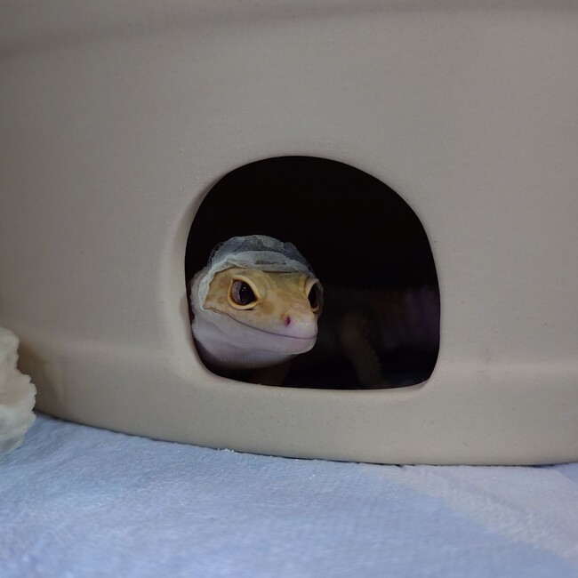 KYHAのカバー写真