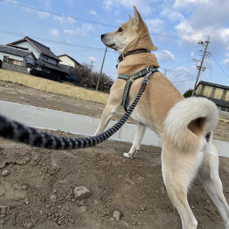 ジャックのカバー写真