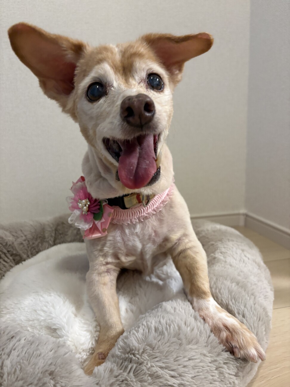 トイプー×ダックスのももちゃん サムネイル2