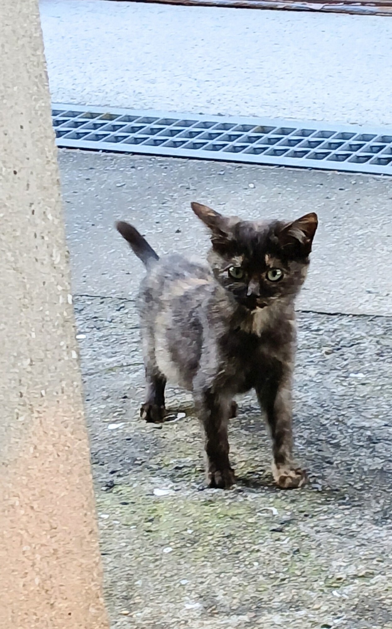 母猫に放置された子猫 サムネイル1