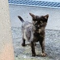母猫に放置された子猫