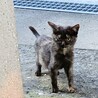 母猫に放置された子猫 サムネイル1