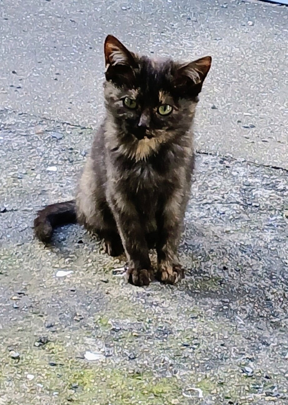 母猫に放置された子猫 サムネイル2