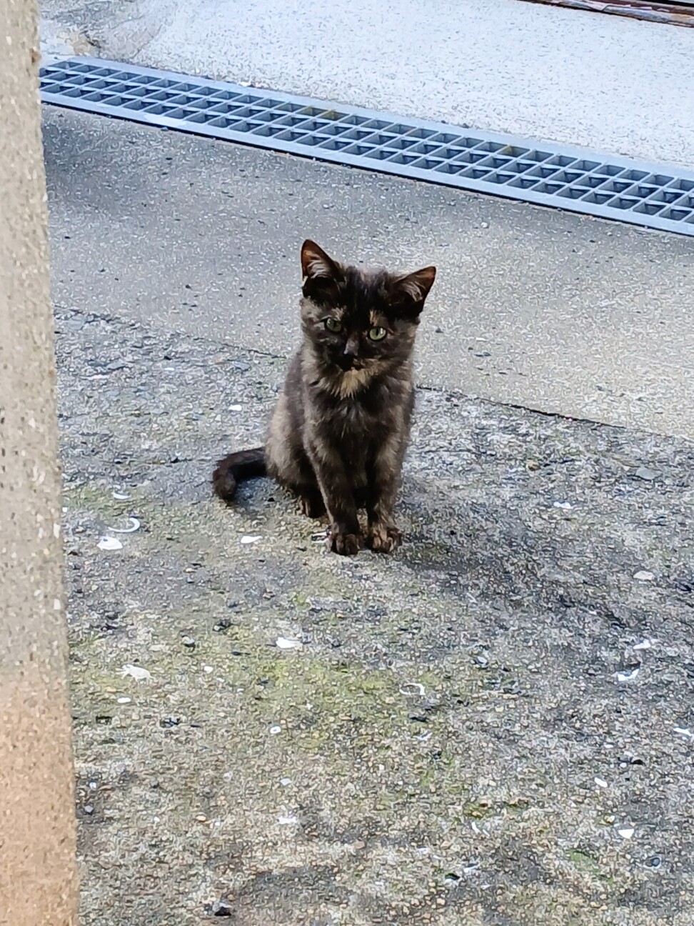 母猫に放置された子猫 サムネイル3