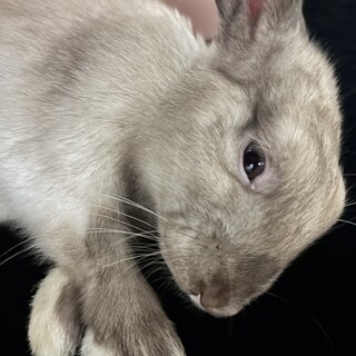 生後1年未満のネザーランド